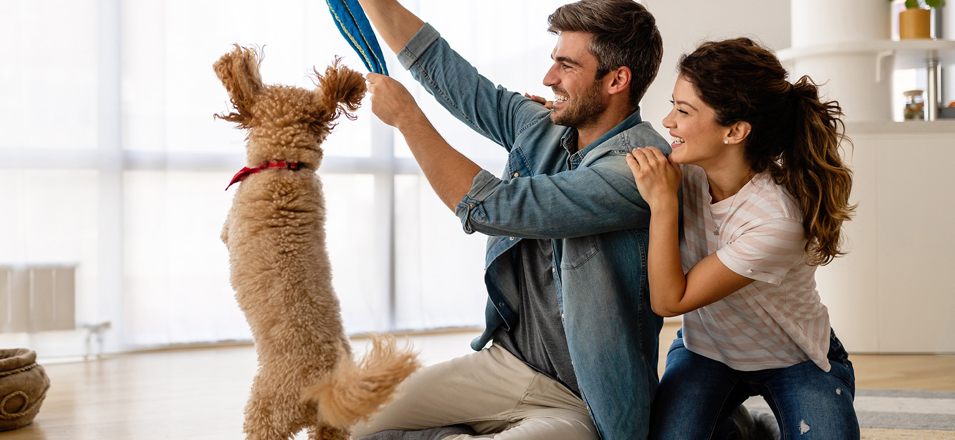 ¿por qué mi perro se emociona cuando llego?